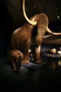 Mammut im Neuchâtel Naturkundemuseum Schweiz (http://commons.wikimedia.org/wiki/File:Mammoth_mg_2811.jpg)
