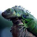 Iguana (Channel 4)