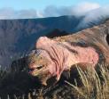 Rosa Leguan (http://news.nationalgeographic.com/news/2009/01/images/090105-pink-iguana-photo_big.jpg)