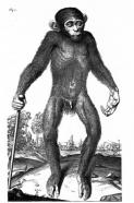 Affenmensch