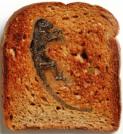 Darwinius auf Toast (von Jerry Coynes Blog)