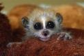 Der Langsame Loris, niedlichstes Tier der Welt