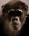 Schimpansen – sie haben eine dunkle Seite (Foto: hotblack, morguefile.com)