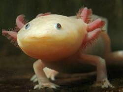 Axolotl, der mexikanische Schwanzlurch (web.de)