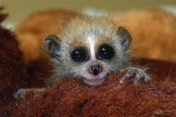 Der Langsame Loris, niedlichstes Tier der Welt