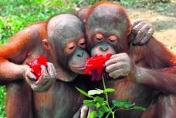 Orang-Utans in Love