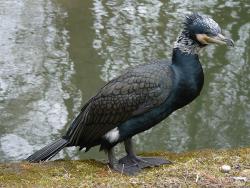 Kormoran