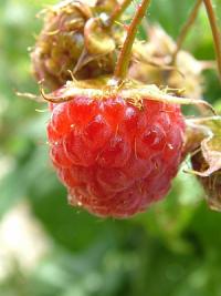 Himbeere (http://www.morguefile.com/archive/?display=170479&)