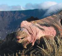 Rosa Leguan (http://news.nationalgeographic.com/news/2009/01/images/090105-pink-iguana-photo_big.jpg)