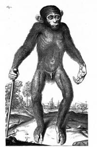 Affenmensch