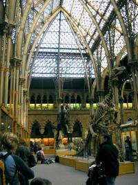 Dino-Museum (http://www.morguefile.com/archive/?display=55489&)