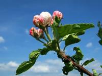 Apfelbluete Pixelio 354136 Rainer Sturm