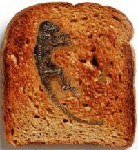 Darwinius auf Toast (von Jerry Coynes Blog)