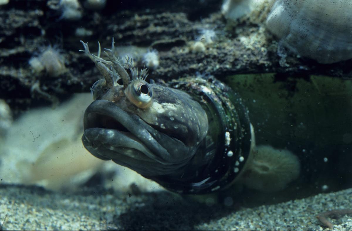 Fisch in der Flasche Foto IKAN IKAN