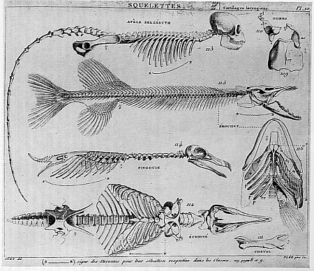 Gemeinsamkeiten des Bauplans Gemeinsamkeiten des Bauplans