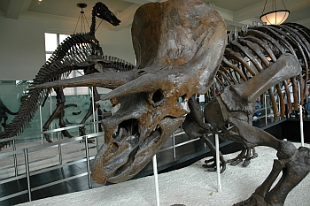 Triceratops