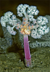 Weichkoralle aus Indonesien