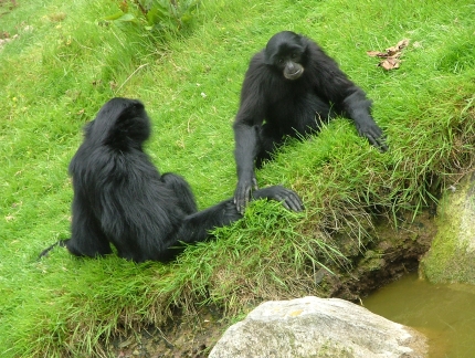 Wer möchte die foltern? (Foto: morguefile.com) Wer möchte die foltern?