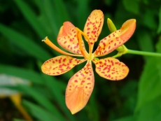 Eine andere Blume als wie die erste Blume von vorhin