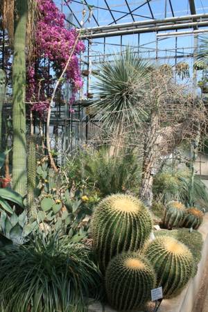 Etwa 100 Jahre alte Gewaechshauspflanzen der mexikanischen Trockengebiete